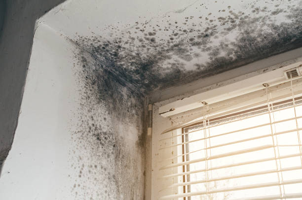 Affordable Mold Testing solutions in Fayetteville, NC